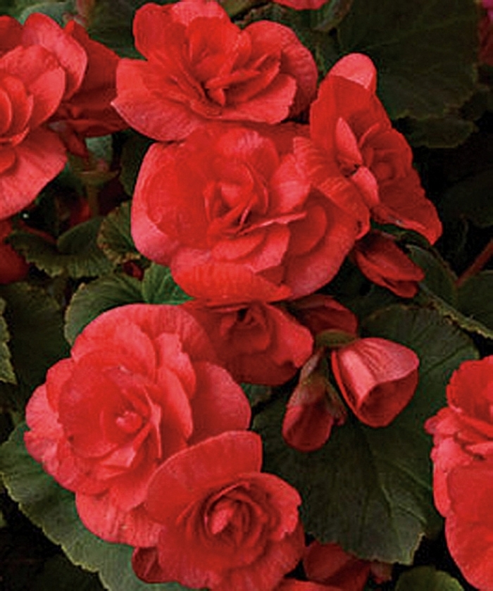 Solenia® 'Red' - Begonia x hiemalis (Rieger Begonia)