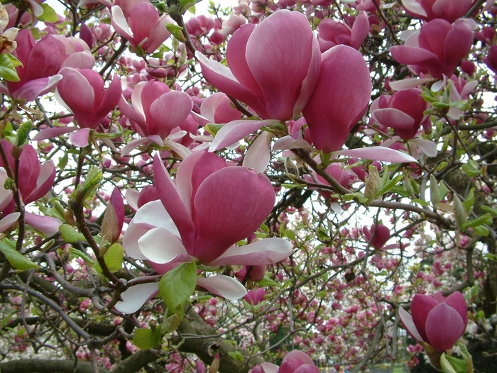 Rustica Rubra Saucer Magnolia - Magnolia x soulangeana 'Rustica Rubra' (Saucer Magnolia)