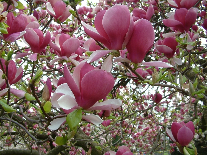 Rustica Rubra Saucer Magnolia - Magnolia x soulangeana 'Rustica Rubra' (Saucer Magnolia) Rustica Rubra Saucer Magnolia - Magnolia x soulangeana 'Rustica Rubra' (Saucer Magnolia)