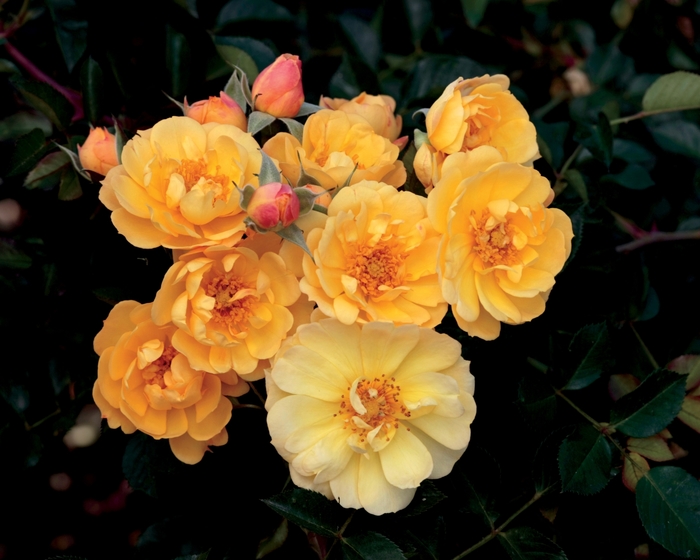 Sunshine Happy Trails™ Rose - Groundcover Rose Sunshine Happy Trails™ Rose - Groundcover Rose