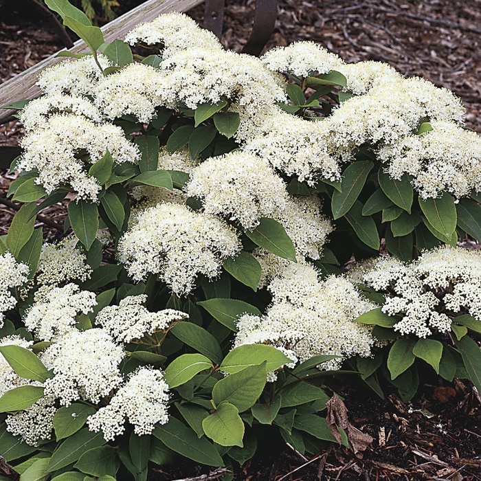 Lil' Ditty® - Viburnum cassinoides Lil' Ditty® - Viburnum cassinoides