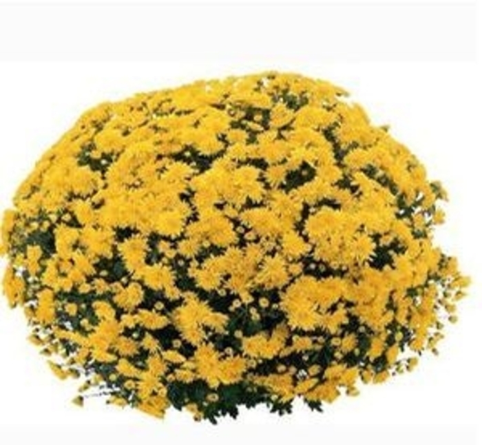Belgian® Mum - Chrysanthemum 'Lava Red' Belgian® Mum - Chrysanthemum 'Lava Red'
