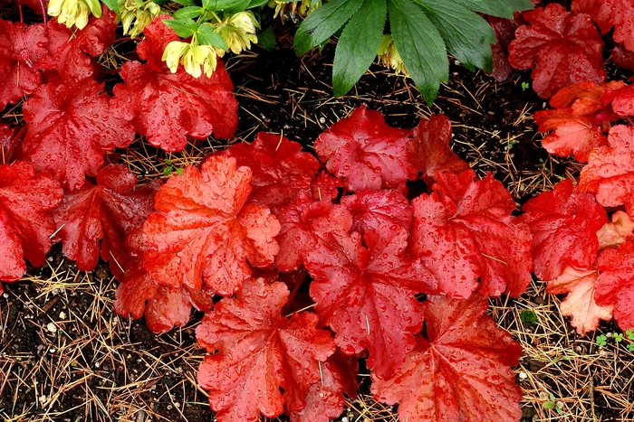 Coral Bells - Heuchera 'Fire Alarm' Coral Bells - Heuchera 'Fire Alarm'