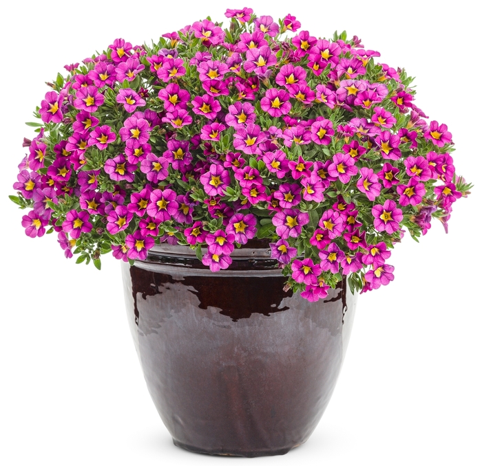 Superbells® - Calibrachoa hybrid 'Hollywood Star' Superbells® - Calibrachoa hybrid 'Hollywood Star'