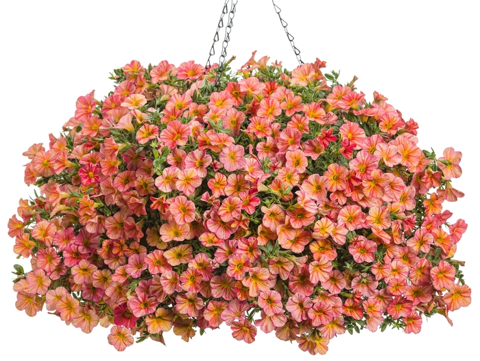 Superbells® - Calibrachoa hybrid 'Tropical Sunrise' Superbells® - Calibrachoa hybrid 'Tropical Sunrise'