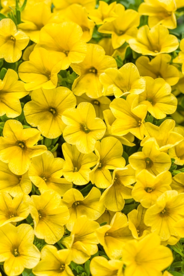 Superbells® Yellow - Calibrachoa 'Yellow' US PPAD and Can. PBRAF (Calibrachoa)