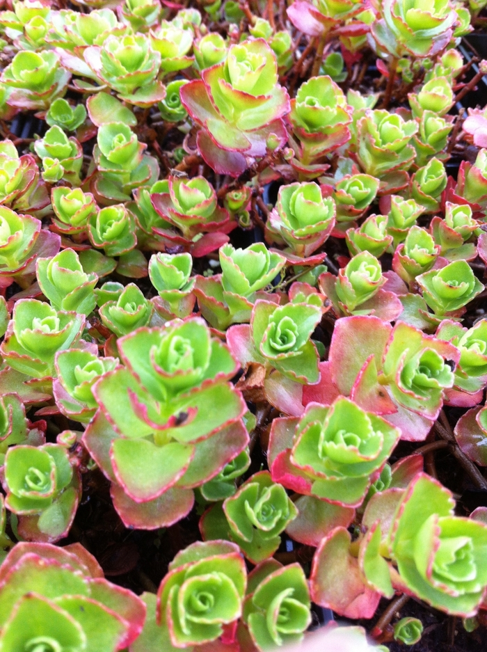 Stonecrop - Sedum spurium 'Dragon's Blood' Stonecrop - Sedum spurium 'Dragon's Blood'