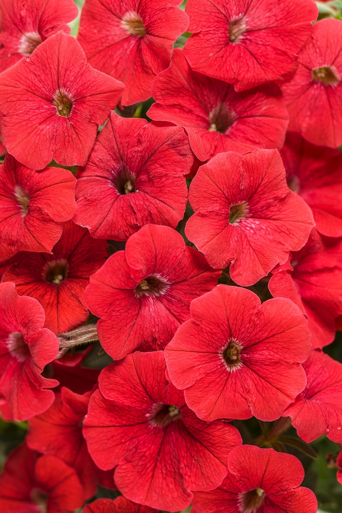 Supertunia® 'Really Red' - Petunia 