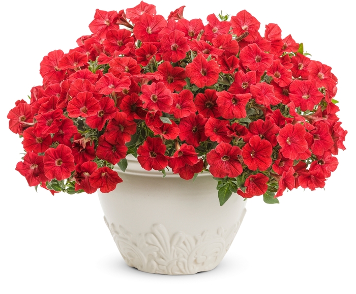 Supertunia® - Petunia hybrid 'Really Red' Supertunia® - Petunia hybrid 'Really Red'