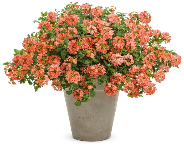 Superbena® - Verbena hybrid 'Royale Peachy Keen'