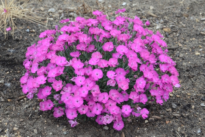 'Paint the Town Fuchsia' - Dianthus hybrid 'Paint the Town Fuchsia'