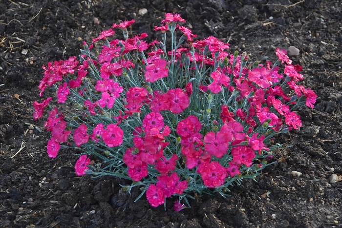 'Paint the Town Magenta' - Dianthus hybrid 'Pinks'