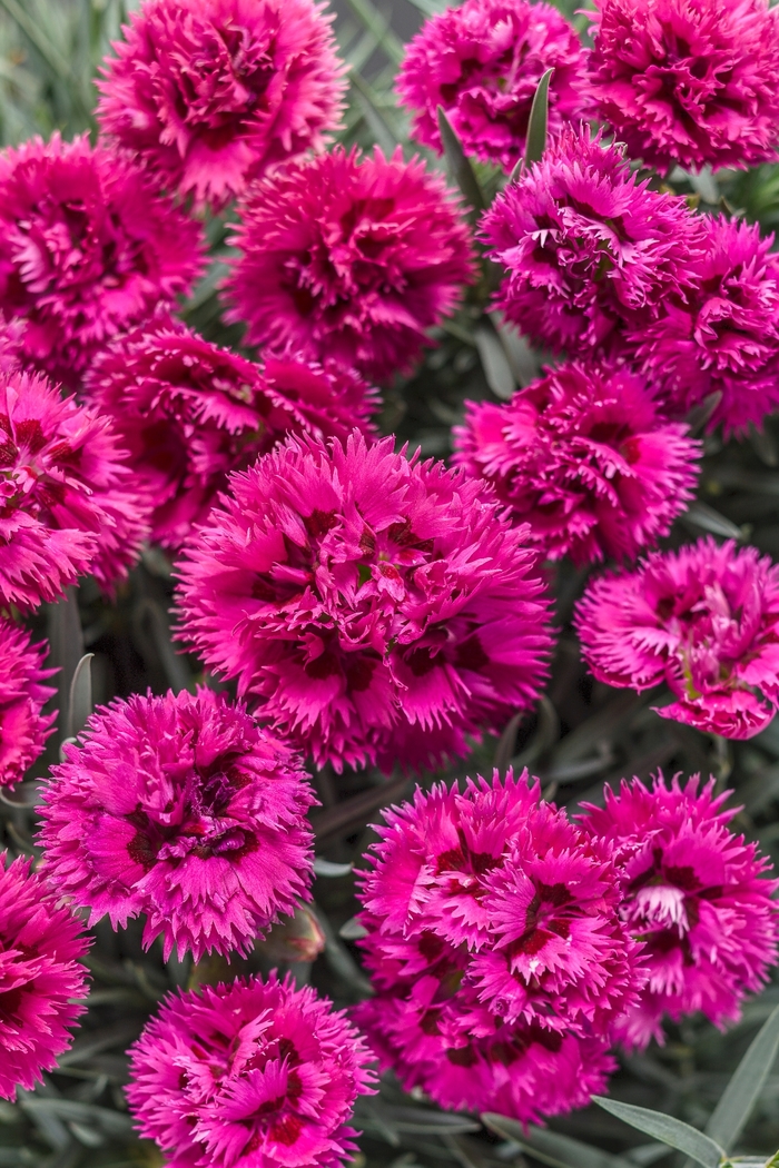 Fruit Punch® - Dianthus hybrid ''Spiked Punch''