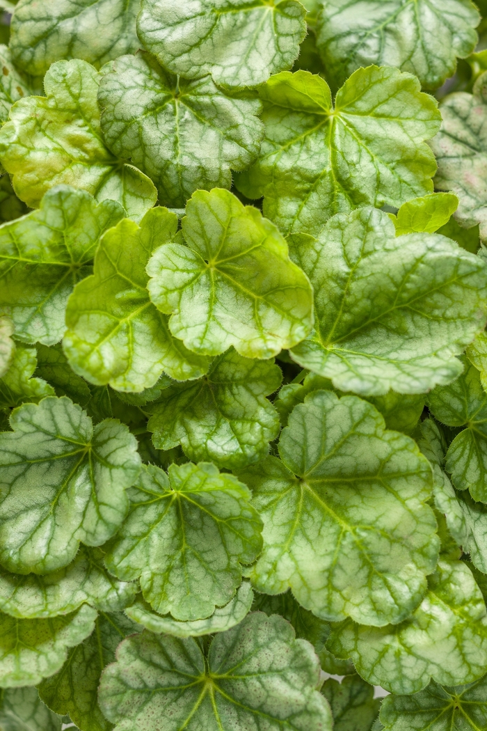 Dolce® - Heuchera hybrid ''Appletini'' Dolce® - Heuchera hybrid ''Appletini''