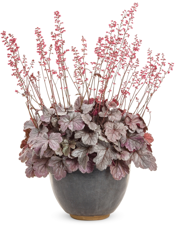 Dolce® 'Silver Gumdrop' - Heuchera hybrid Dolce® 'Silver Gumdrop' - Heuchera hybrid