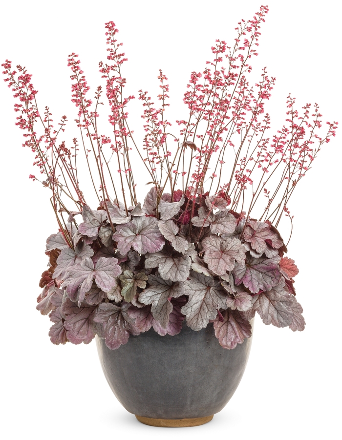 Dolce® 'Silver Gumdrop' - Heuchera hybrid 