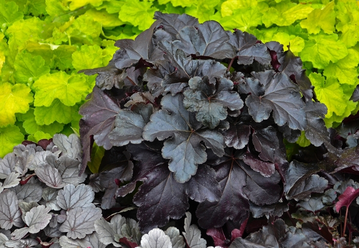 Primo® 'Black Pearl' - Heuchera (Coral Bells) Primo® 'Black Pearl' - Heuchera (Coral Bells)