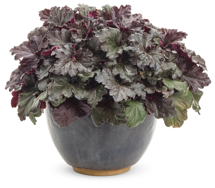 Primo™ - Heuchera hybrid ''Black Pearl'' Primo™ - Heuchera hybrid ''Black Pearl''