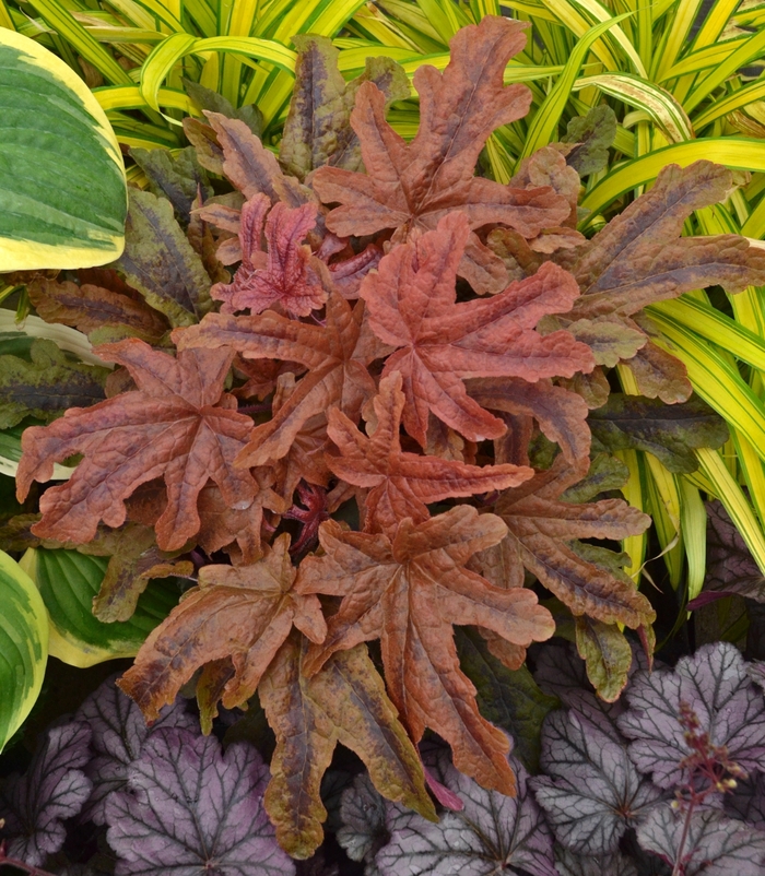 Fun and Games® - Heucherella hybrid ''Red Rover'' Fun and Games® - Heucherella hybrid ''Red Rover''