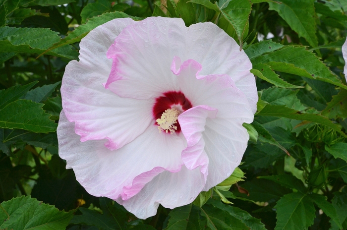 Summerific® 'Ballet Slippers' - Hibiscus hybrid 