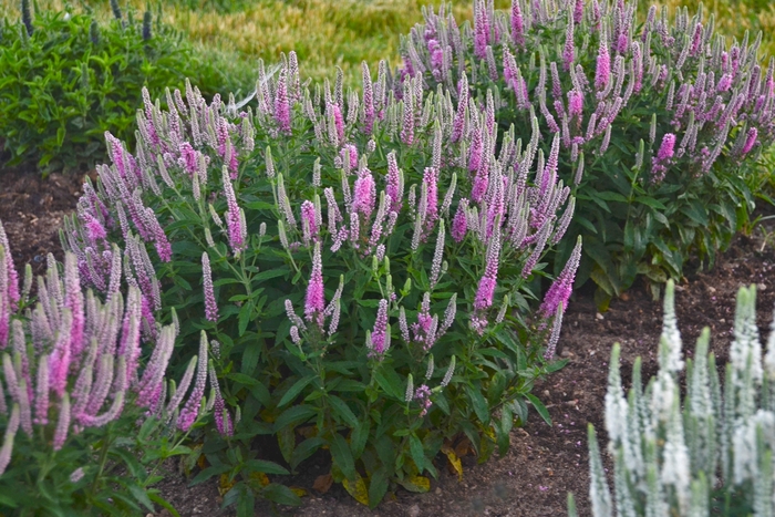 Magic Show® 'Pink Potion' - Veronica hybrid Magic Show® 'Pink Potion' - Veronica hybrid