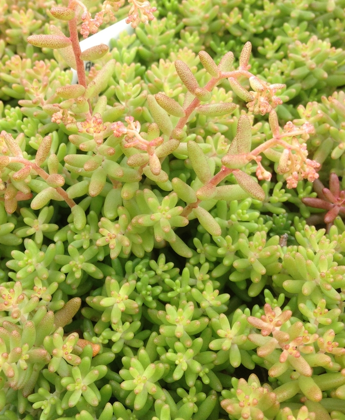 Stonecrop - Sedum album 'Red Ice' Stonecrop - Sedum album 'Red Ice'