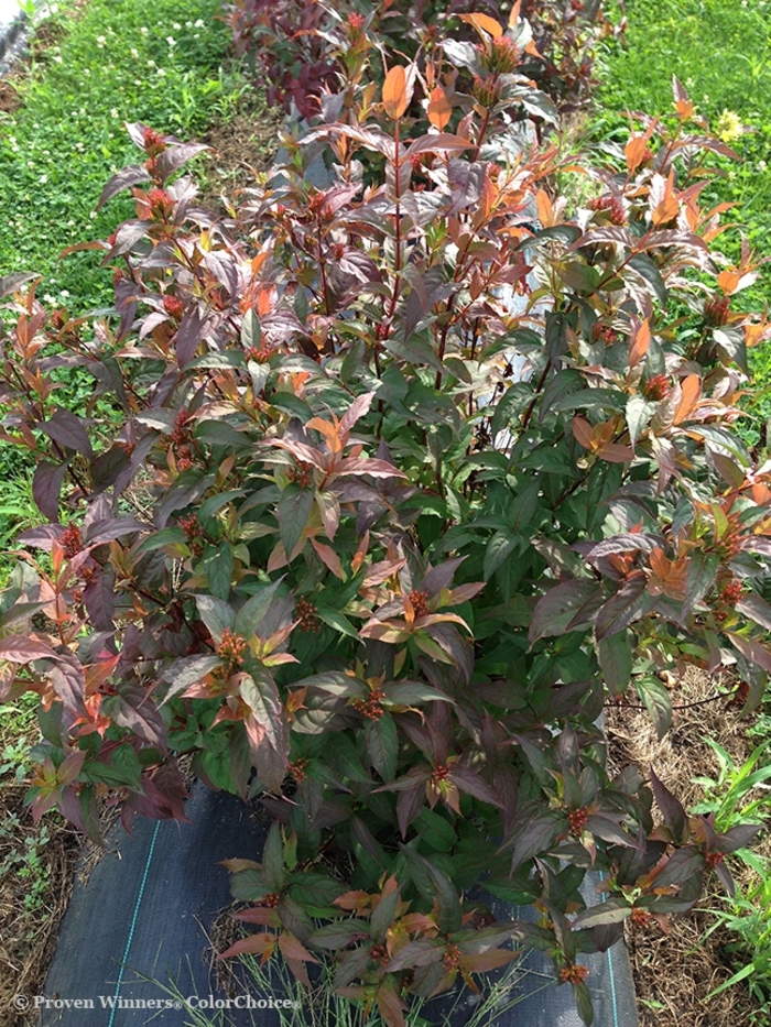 Bush Honeysuckle - Diervilla 'Kodiak® Red'