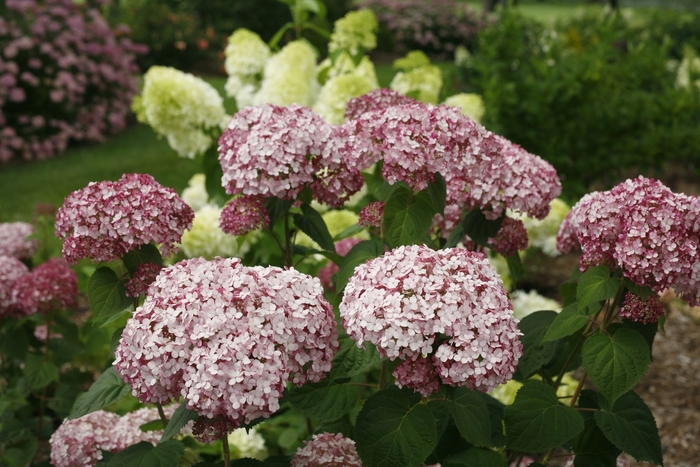 Incrediball® 'Blush' - Hydrangea arborescens (Smooth Hydrangea) Incrediball® 'Blush' - Hydrangea arborescens (Smooth Hydrangea)