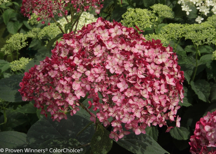 Invincibelle® 'Ruby' - Hydrangea arborescens (Smooth Hydrangea)