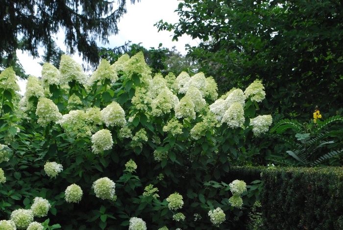 Hardy Hydrangea - Hydrangea paniculata 'Little Lime'