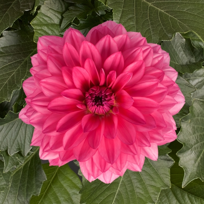 Dalina® Grande Mendoza - Dahlia hybrid 