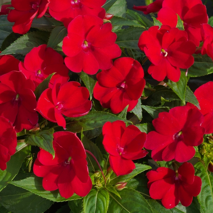 SunPatiens® Compact - Impatiens 'Fire Red' SunPatiens® Compact - Impatiens 'Fire Red'