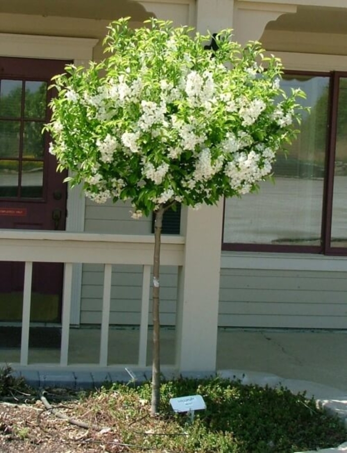 Lollipop® Crabapple - Malus 'Lollizam' Lollipop® Crabapple - Malus 'Lollizam'