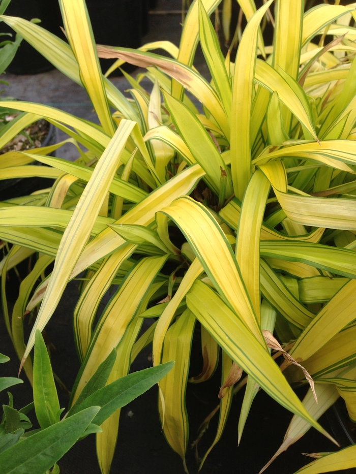 Creeping Broad-leaved Sedge - Carex siderosticha 'Banana Boat' Creeping Broad-leaved Sedge - Carex siderosticha 'Banana Boat'
