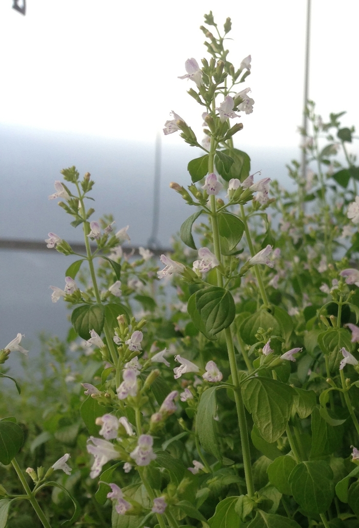 Nepeta - Calamintha nepeta ssp. nepeta