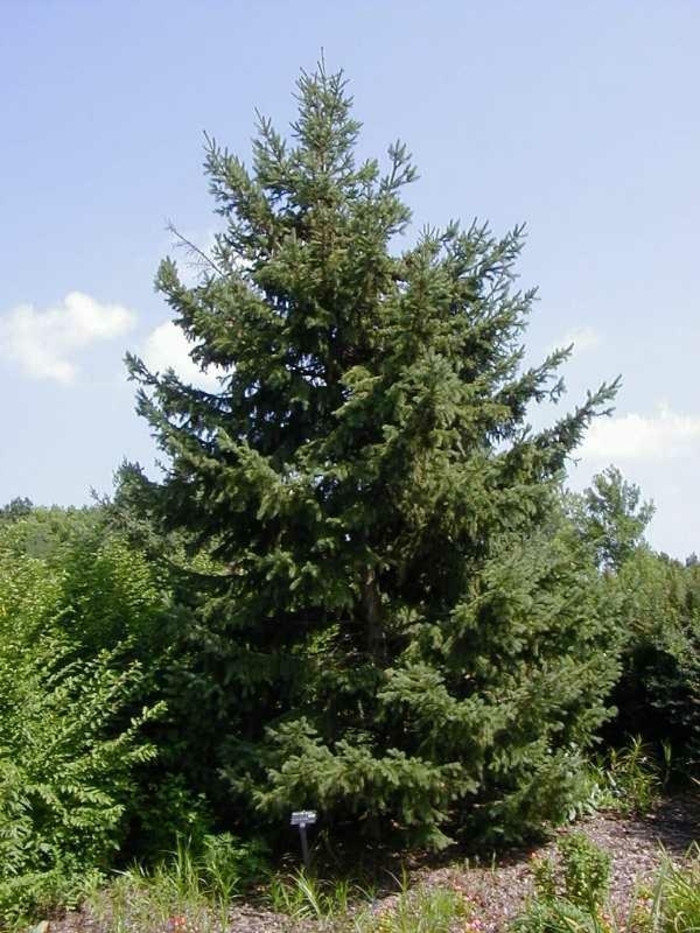 Black Hills Spruce - Picea glauca 'Densata' Black Hills Spruce - Picea glauca 'Densata'