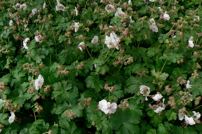 Cransebill - Geranium x cantabrigiense 'Biokovo'