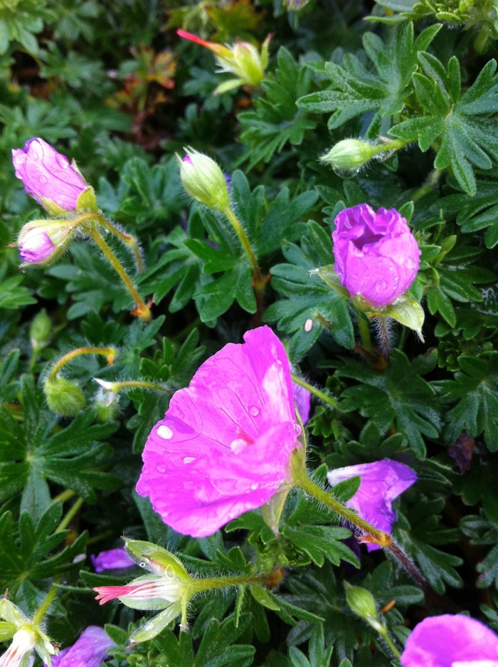 Cranesbill - Geranium sanguineum 'Max Frei' Cranesbill - Geranium sanguineum 'Max Frei'