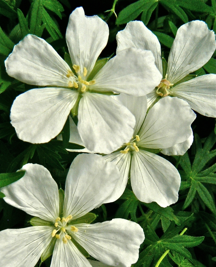 Cranesbill - Geranium sanguineum 'Album' Cranesbill - Geranium sanguineum 'Album'