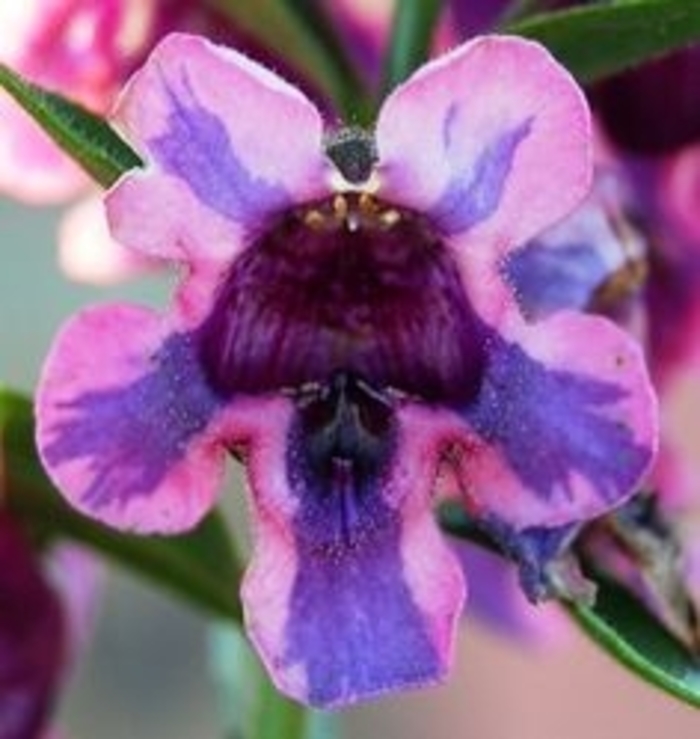 Angelonia (Summer Snapdragon) - Angelonia angustifolia 'Alonia™ Big Blue' Angelonia (Summer Snapdragon) - Angelonia angustifolia 'Alonia™ Big Blue'