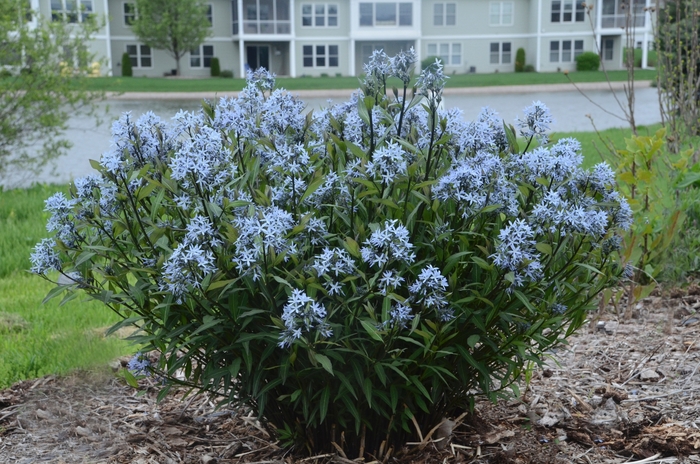 Amsonia 'Storm Cloud' - Amsonia tabernaemontana 'Storm Cloud' (Bluestar) Amsonia 'Storm Cloud' - Amsonia tabernaemontana 'Storm Cloud' (Bluestar)