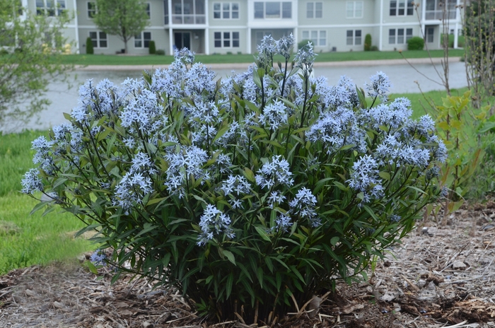 Amsonia 'Storm Cloud' - Amsonia tabernaemontana 'Storm Cloud' (Bluestar)