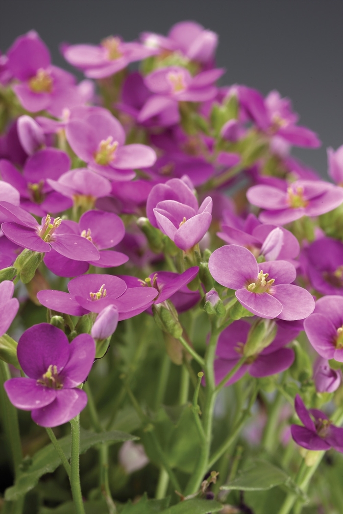 Rock Cress - Arabis caucasica 'Little Treasure Deep Rose' Rock Cress - Arabis caucasica 'Little Treasure Deep Rose'