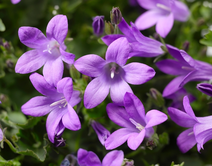 Bellflower - Campanula portenschlagiana 'Deep Blue' Bellflower - Campanula portenschlagiana 'Deep Blue'