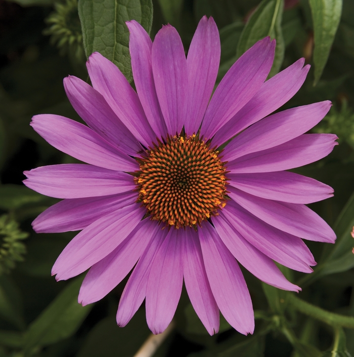 Coneflower - Echinacea purpurea 'Prairie Splendor Rose Compact'