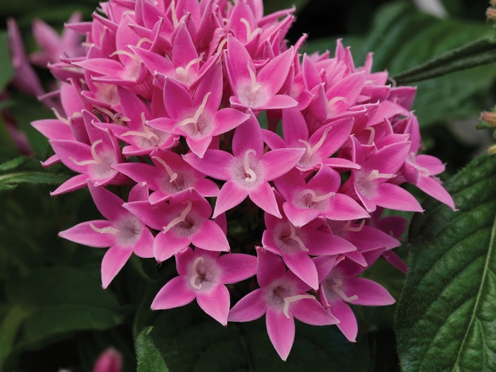 Pentas (Starflower) - Pentas lanceolata 'Lucky Star™ Pink'