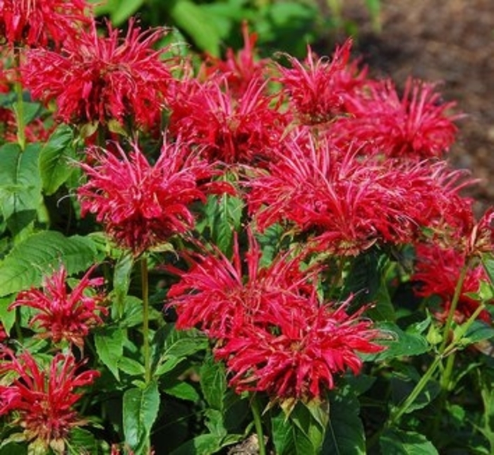 Bee Balm - Monarda 'Jacob Cline'