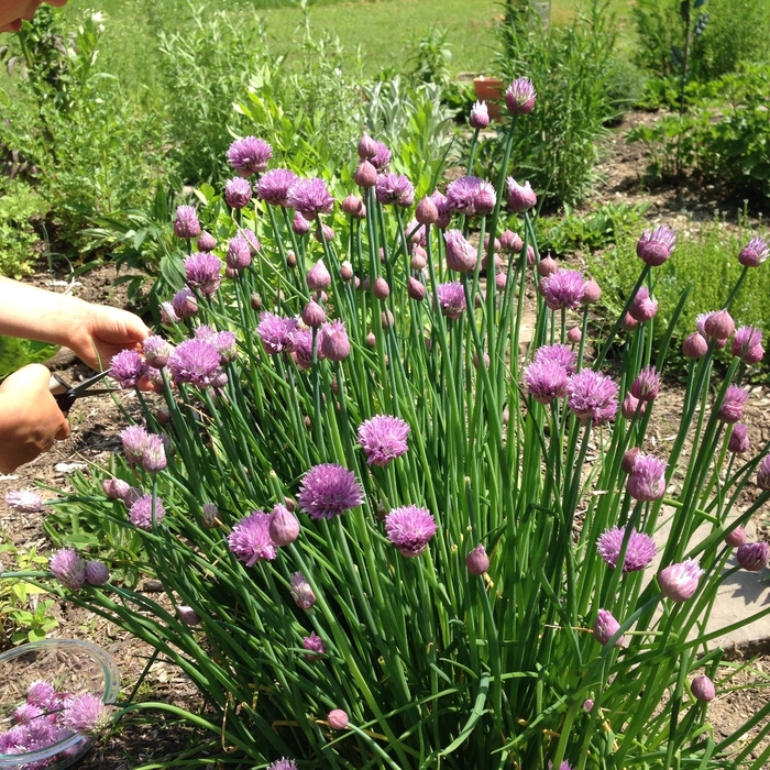 Chives, Garlic - Allium tuberosum 'Chives Geisha'