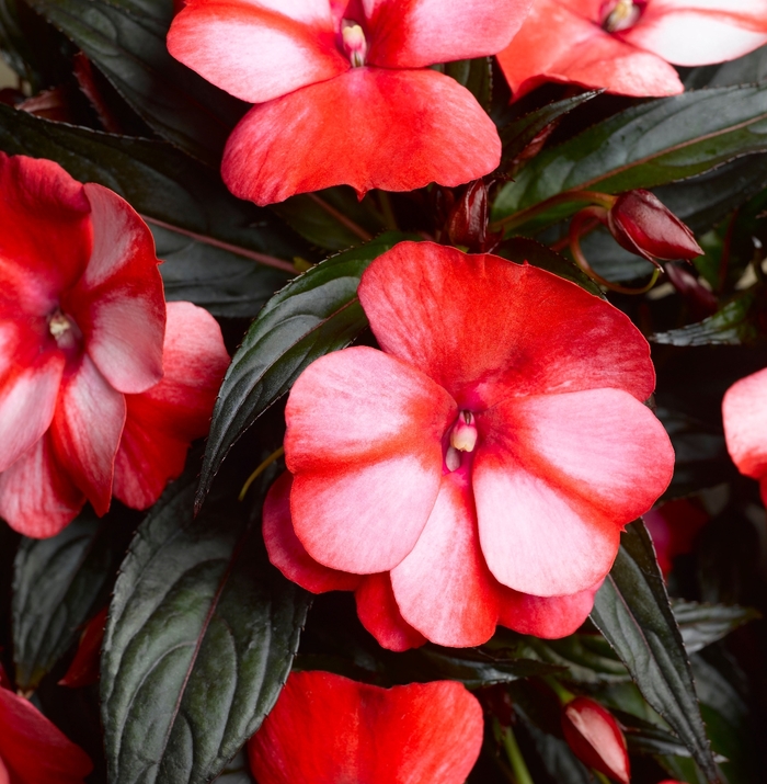 Impatiens, New Guinea - Impatiens hawkeri Sonic® 'Sweet Red'