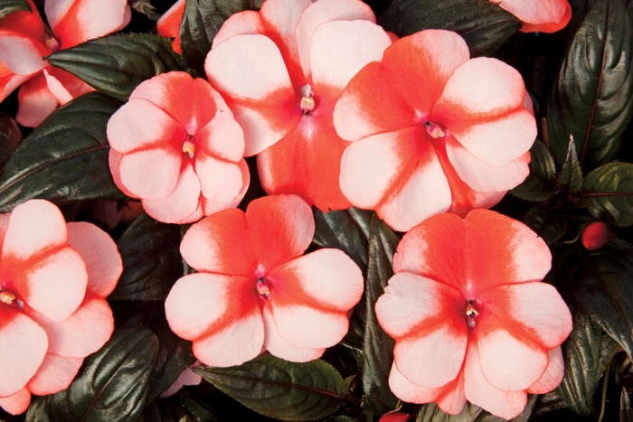 Impatiens, New Guinea - Impatiens hawkerii 'Sonic® Sweet Orange' Impatiens, New Guinea - Impatiens hawkerii 'Sonic® Sweet Orange'